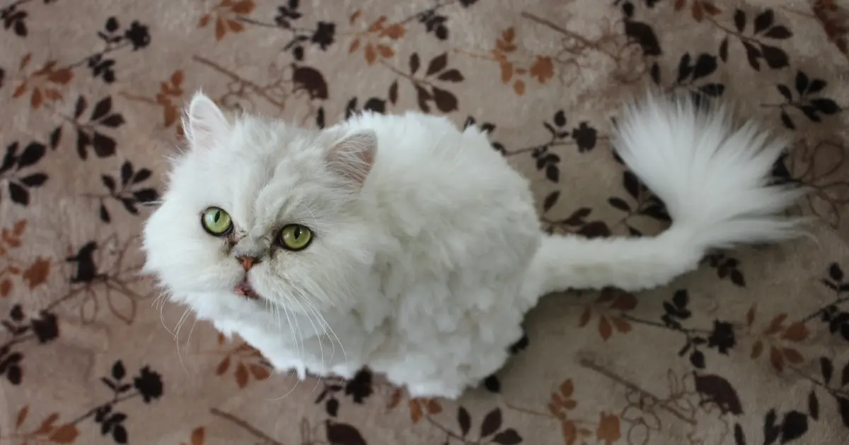 persian cat breeders