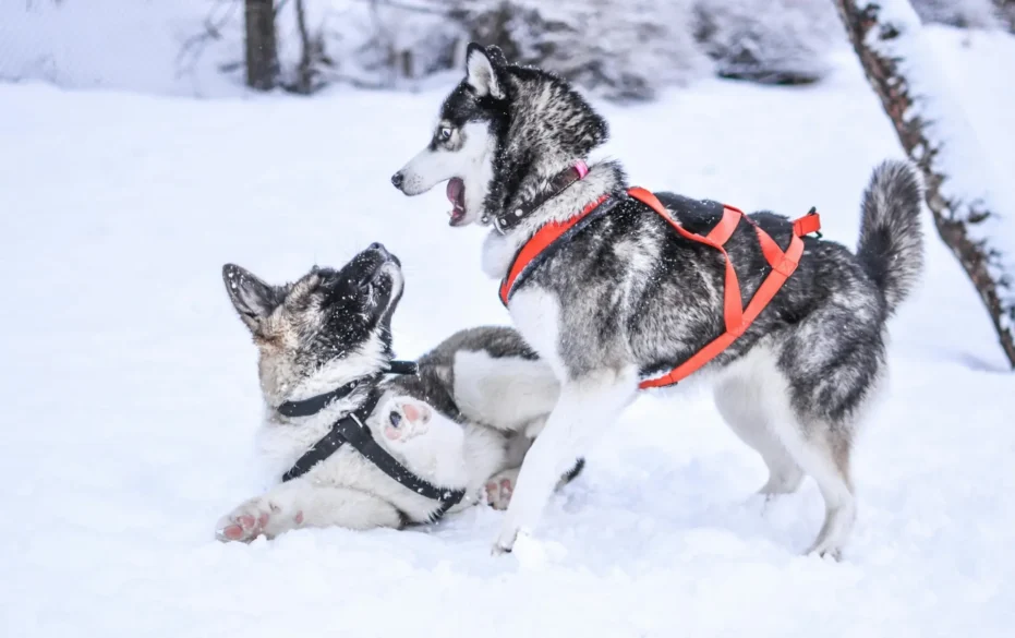 what are some dogs prepared for the winter