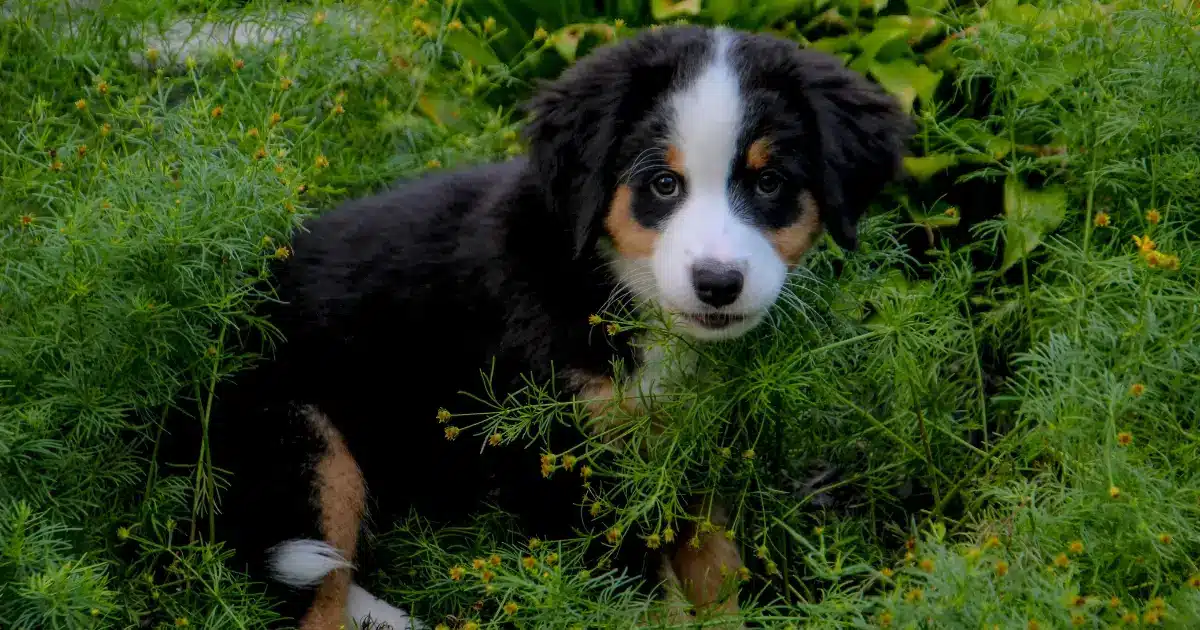 Big Fluffy Dog Breeds