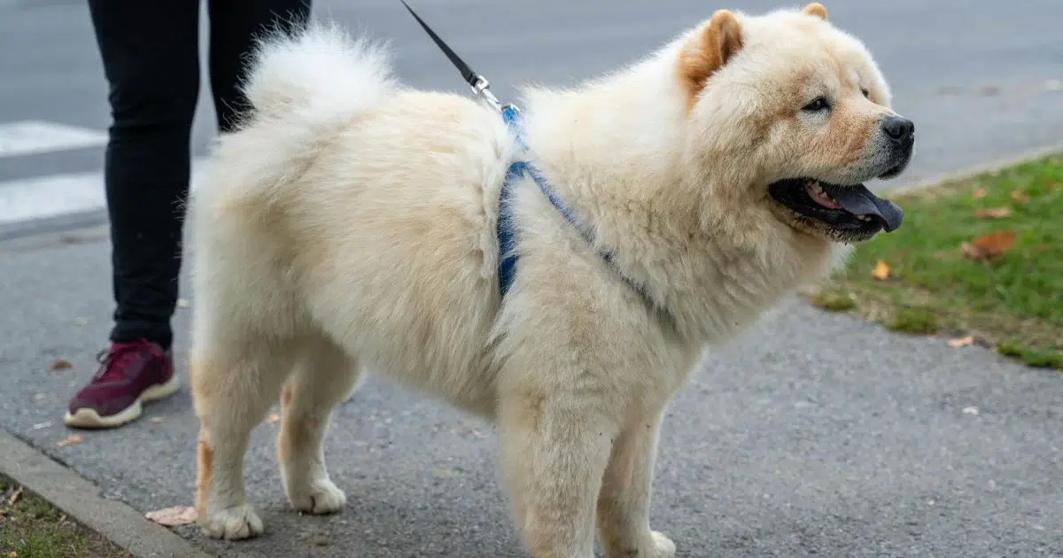 chow chow mix