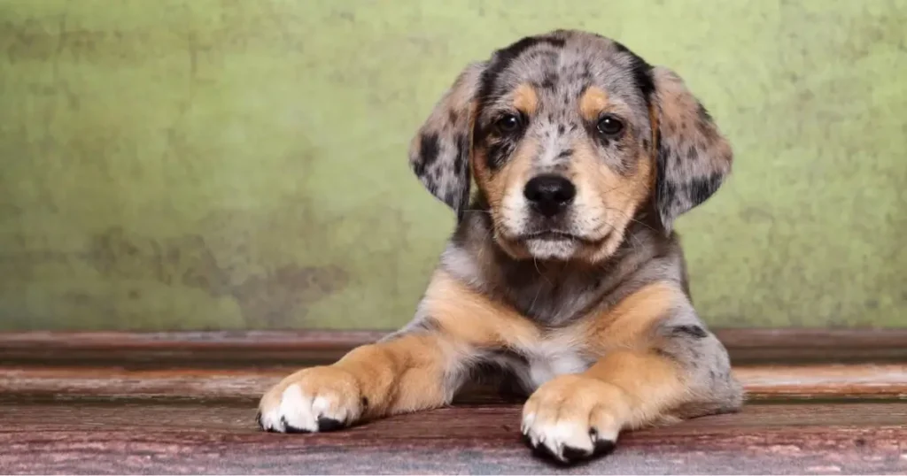 australian shepherd mix