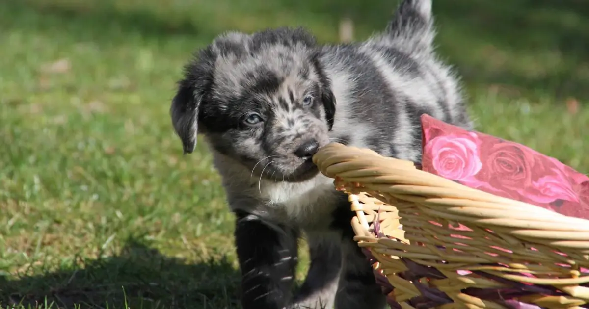 australian shepherd mix