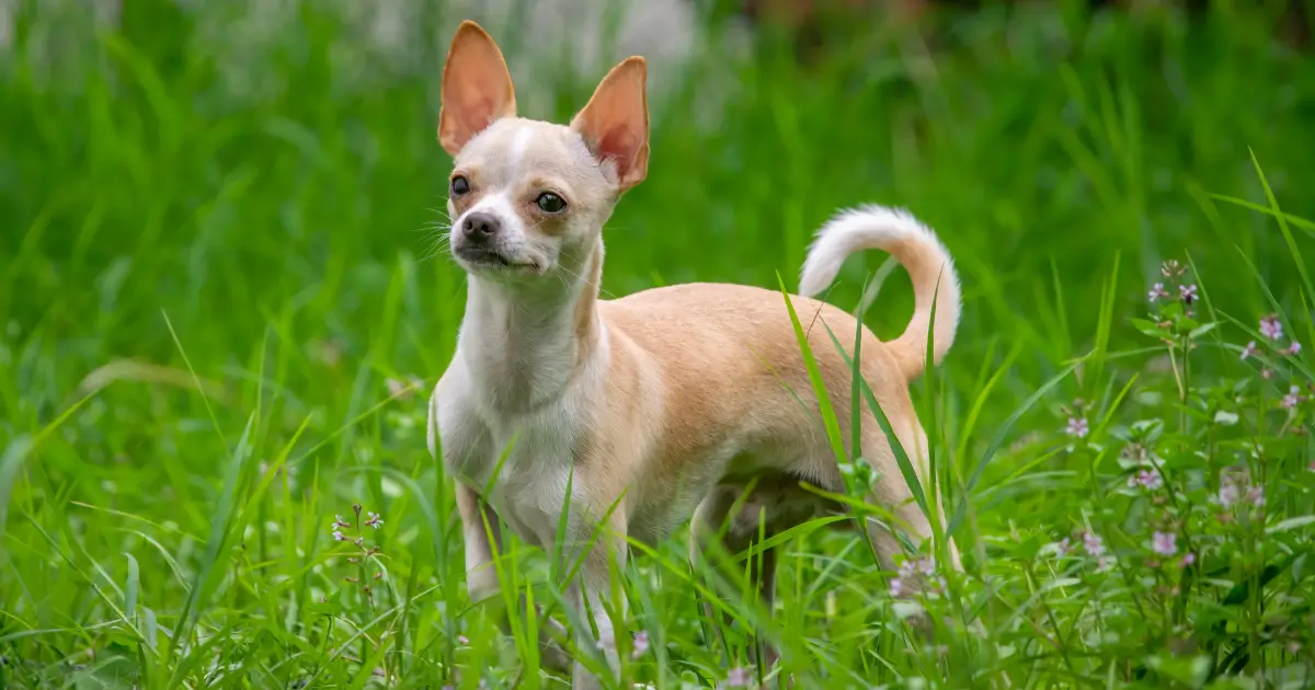 Chihuahua Mix Breeds