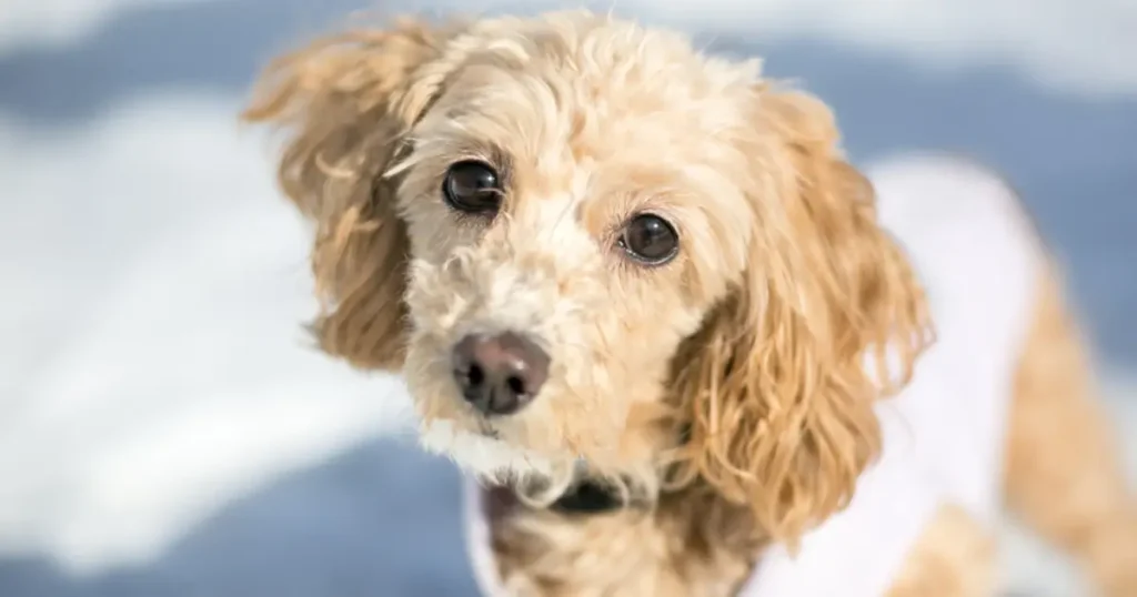 Mini Cockapoo