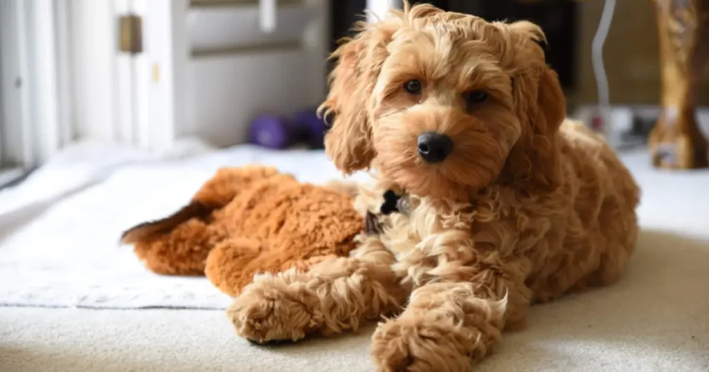 Mini Cockapoo