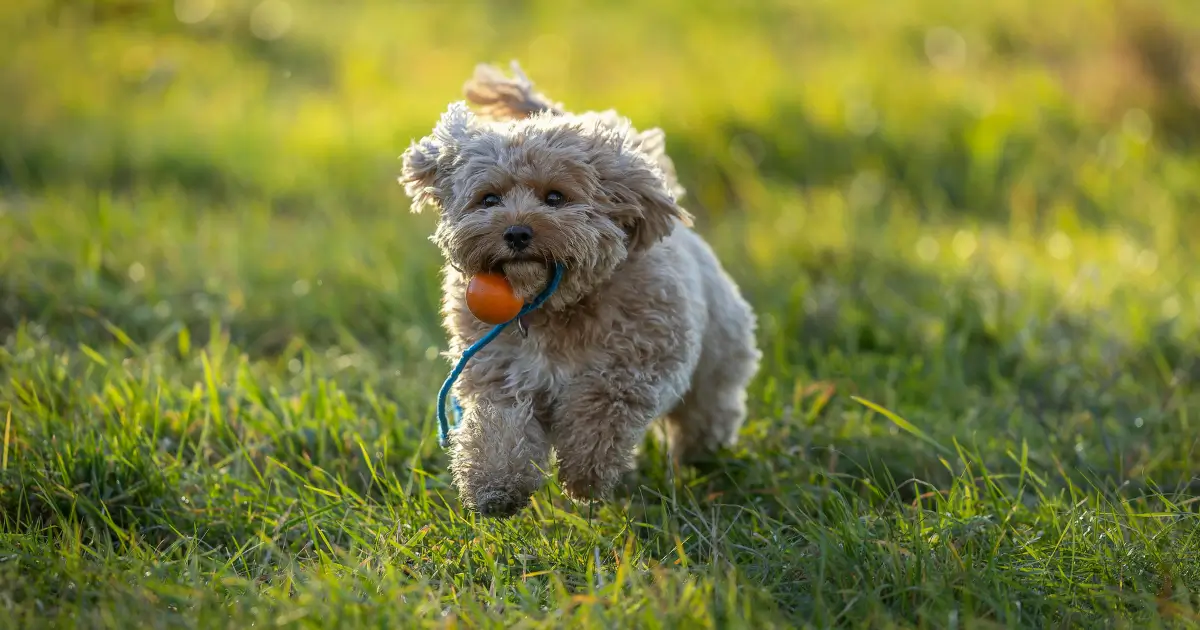 Mini Cockapoo