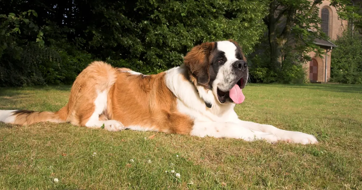 Lifespan of Saint Bernard Dog