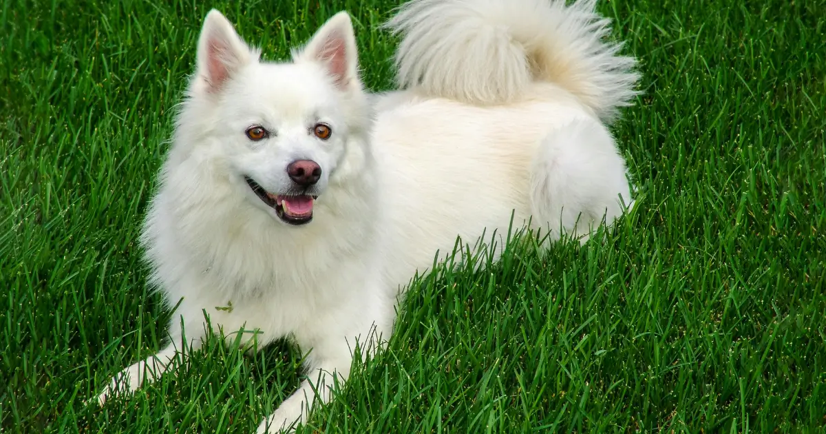 american eskimo breeders