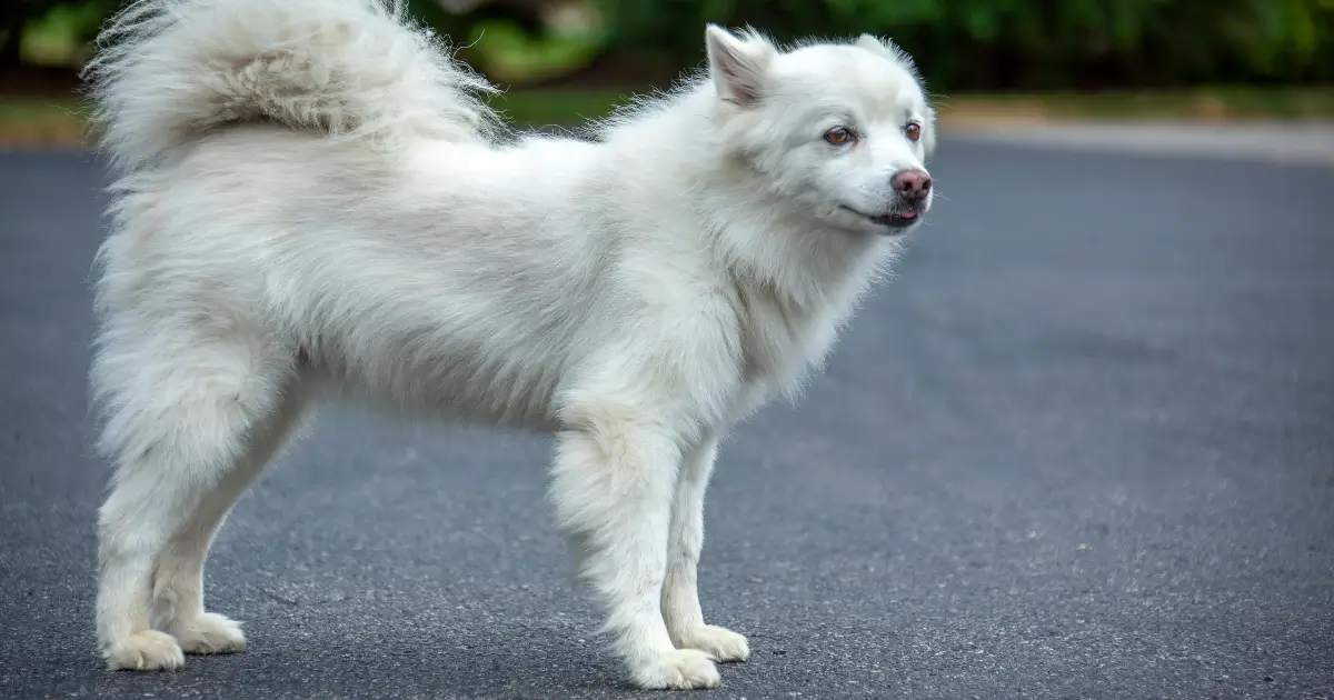 american eskimo breeders