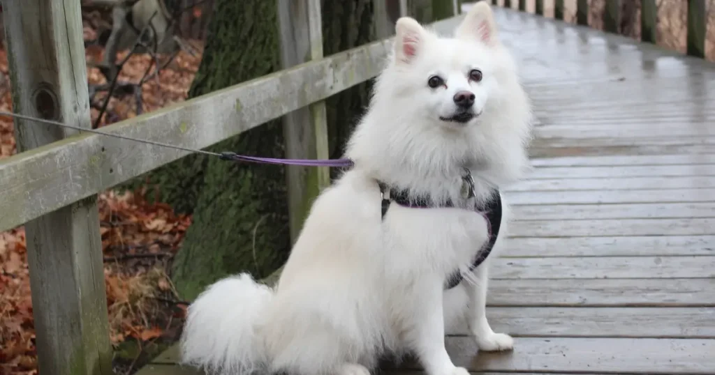 american eskimo breeders