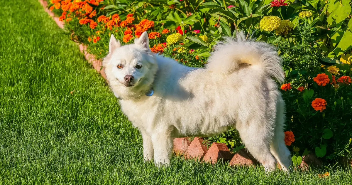 american eskimo breeders