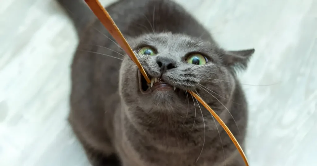 how to stop cats from chewing cords