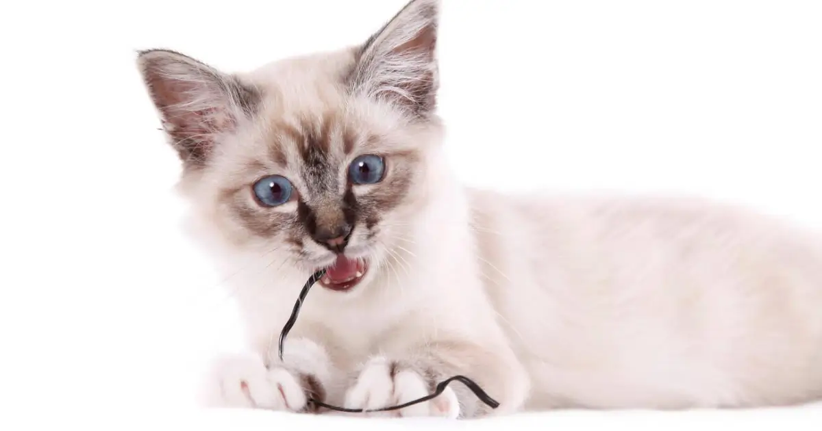 how to stop cats from chewing cords