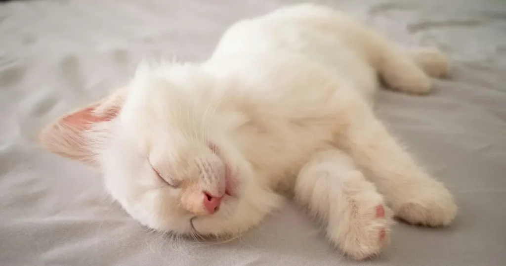 Cat Sleeping