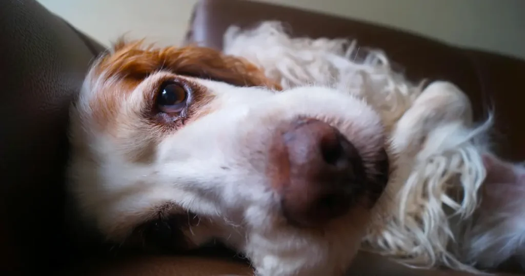 do dogs have nightmares